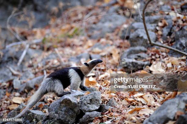 An anteater of the family of the "Myrmecophagidae" looks for food at the Palo Verde National Park on April 8, 2010 in Guanacaste, some 220 km...