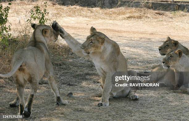 In this photograph dated 10 December 2007, Asiatic Lions play in the shade of a tree near the village of Sasan on the edge of Gir National Park, some...