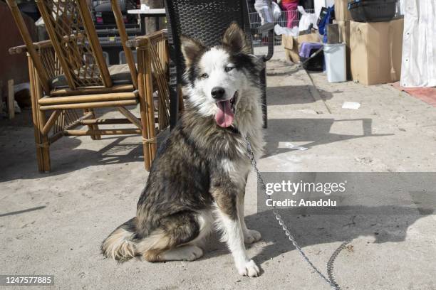 Dog, named "Aleks", is received a treatment after 22 days of being rescued from under the rubble following 7.7 and 7.6 magnitude earthquakes hit...