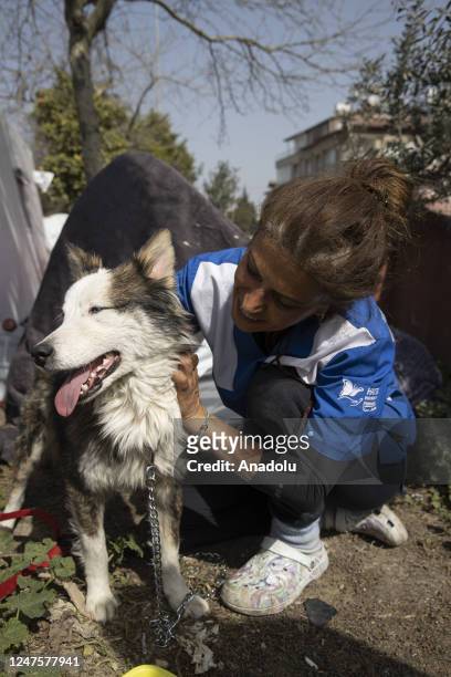 Personnel caresses a dog, named "Aleks", who is received a treatment after 22 days of being rescued from under the rubble following 7.7 and 7.6...