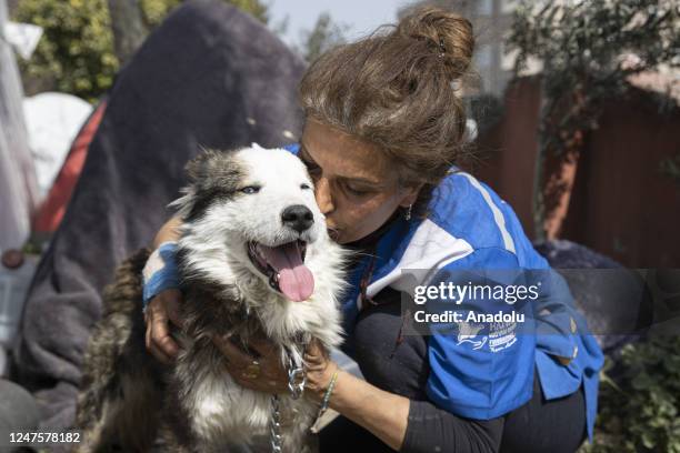 Personnel caresses a dog, named "Aleks", who is received a treatment after 22 days of being rescued from under the rubble following 7.7 and 7.6...