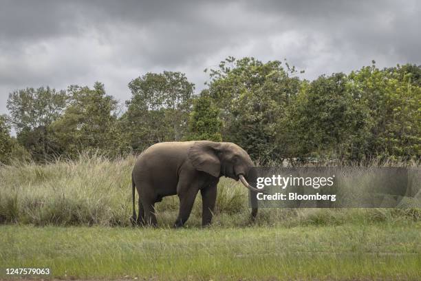 Forest elephant roams through a clearing in Gamba, Gabon, on Wednesday, Oct. 12, 2022. A flagship of Gabons sustainable development efforts and...