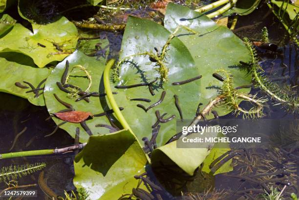 Vue le 15 juillet 2004 d'un bassin de sangsues élevées par la société Ricarimpex SAS à Eysines . Les sangsues, vers aquatiques qui sucent le sang et...