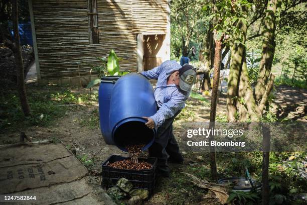 Worker processes Oro Azteca coffee cherries during a harvest at a ranch in Axtla de Terrazas, San Luis Potosi, Mexico, on Monday, Feb 27, 2023. The...