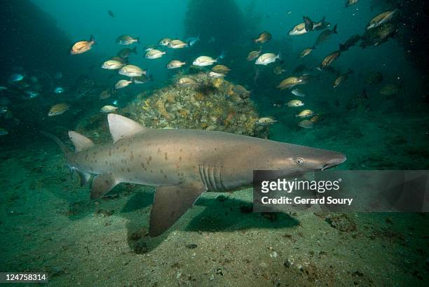 grey nurse shark (carcharias taurus) south africa, indian ocean - sand tiger shark stock pictures, royalty-free photos & images