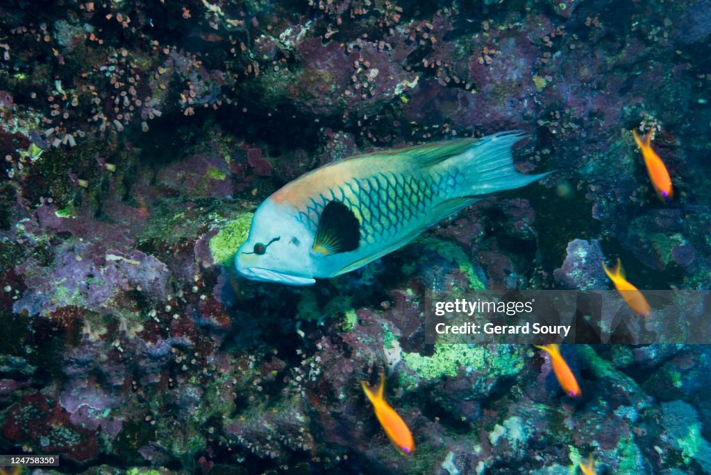 Slingjaw wrasse (Epibulus insidiator) Labridae, Egypt
