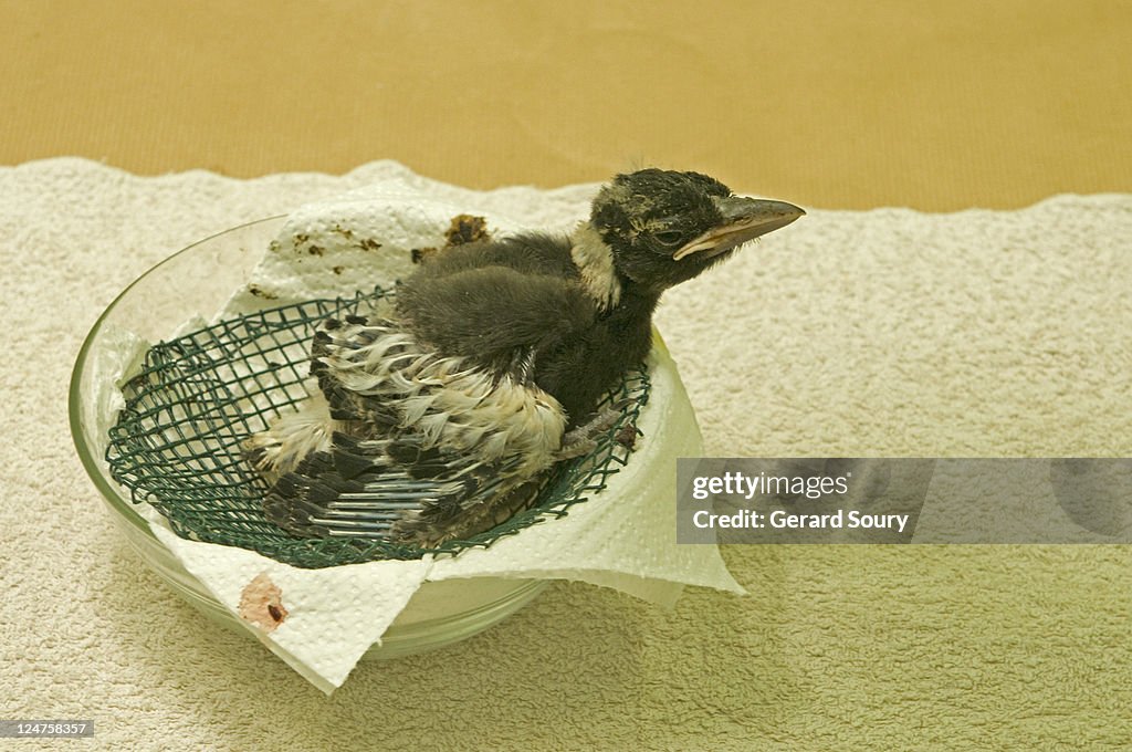 Australian Magpie (Cracticus tibicen) Baby bird in incubator, Parc des Oiseaux, La Dombes, France