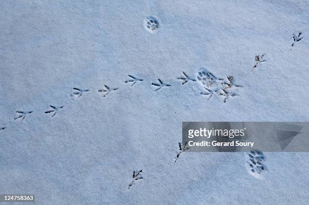 common wood pigeon (columba palumbus) footprints in the snow, mixed with cat's footprints, ile de france, france - animal print stock-fotos und bilder