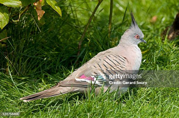 crested pigeon (ocyphaps lophotes) parc des oiseaux, la dombes, france - ocyphaps lophotes stock pictures, royalty-free photos & images