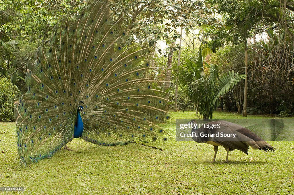 Common Peacock (Pavo cristatus) male and female in courtship behaviour, Bird Parc, Costa Rica