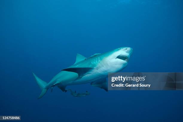 bull shark (carcharhinus leucas) mozambique, indian ocean - bull shark stock pictures, royalty-free photos & images