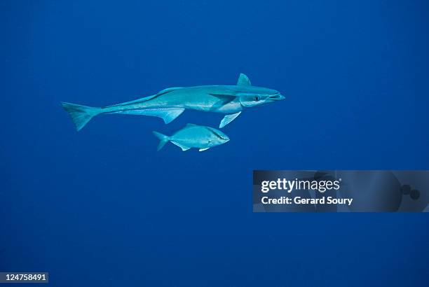 remora (echeneis naucrates) escorted by caranx, south africa, indian ocean - echeneis remora stock pictures, royalty-free photos & images