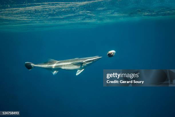 remora (echeneis naucrates) south africa, indian ocean - echeneis remora stock pictures, royalty-free photos & images