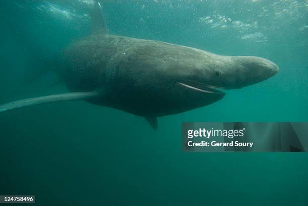 basking shark (cetorhinus maximus) feeding on plankton, isle of man, uk - basking shark foto e immagini stock