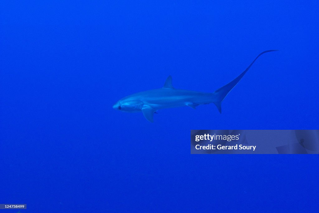 Pelagic Thresher Shark (Alopias pelagicus) Egypt, Red Sea