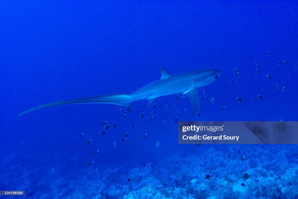 Pelagic Thresher Shark (Alopias pelagicus) Egypt, Red Sea