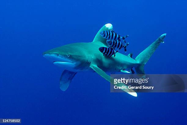 oceanic white tip shark (carcharhinus longimanus), and pilot fish (naucrates ductor), egypt, red sea - symbiotic relationship stock-fotos und bilder