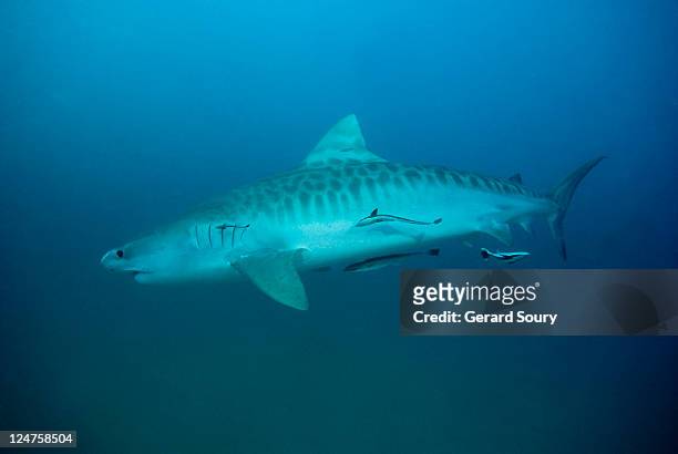 tiger shark (galeocerdo cuvier) south africa, indian ocean - tiger shark stock pictures, royalty-free photos & images