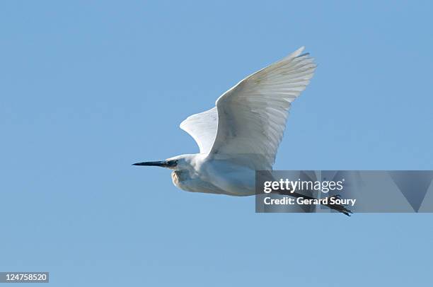 little egret (egretta garzetta) camargue, france - little egret (egretta garzetta) stock pictures, royalty-free photos & images