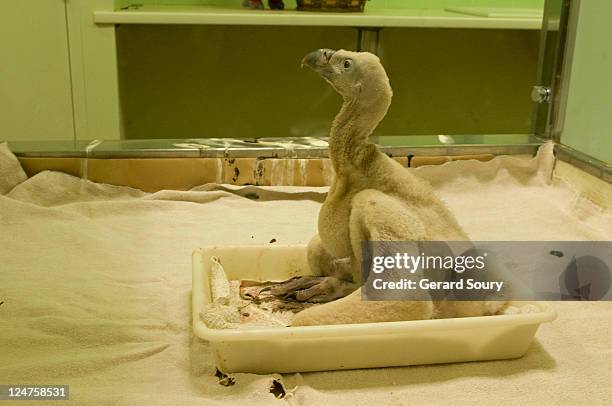 griffon vulture (gyps fulvus) baby bird in an incubator, parc des adieux, la domes, france - baby vulture stock pictures, royalty-free photos & images