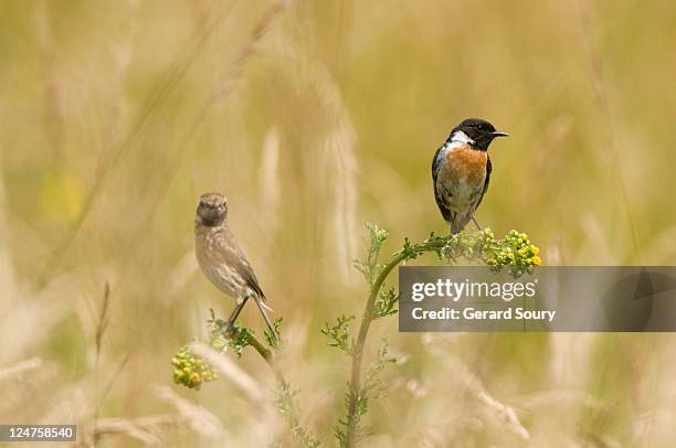 common stonechat (saxicola torquatus) male (at first stage), and female, ile de france, france - turdus torquatus stock pictures, royalty-free photos & images