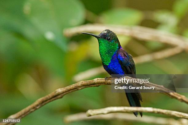 violet-crowned wood-nymph (thalurania colombica) male, cartage state, costa rica, central america - thalurania colombica imagens e fotografias de stock