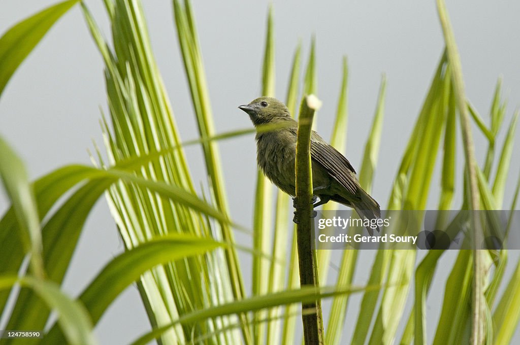 Scarlet Tanager (Piranga olivacea) female, cartage state, Costa Rica, Central America