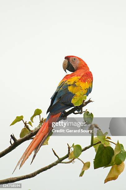 scarlet macaw (ara macao) pacific coast, costa rica, central america - scarlet macaw stock-fotos und bilder