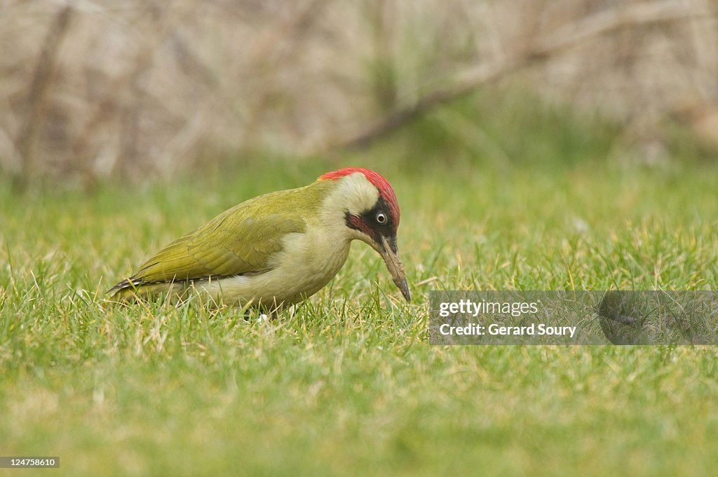 Green Woodpecker (Picus viridis) male is looking for its food on the ground, Ile de France, France