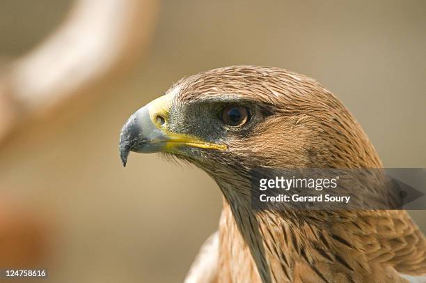 bonillo's eagle (hieraaetus fasciatus) bird with malfunctioning wing, rescued and kept in captivity, camargue, france - hieraaetus fasciatus stock pictures, royalty-free photos & images