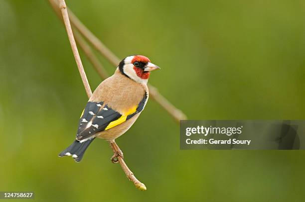 goldfinch (carduelis carduelis) fringillidae, ile de france, france - finches foto e immagini stock