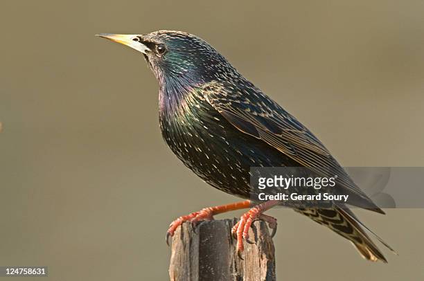 common starling (sturnus vulgaris) ile de france, france - estornino fotografías e imágenes de stock