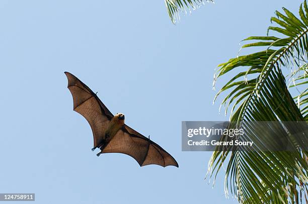 seychelles fruit bat or seychelles flying fox (pteropus seychellensis comorensis) flying overhead, mayotte, indian ocean - fladdermus bildbanksfoton och bilder