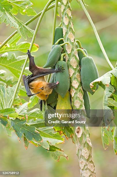 seychelles fruit bat or seychelles flying fox (pteropus seychellensis comorensis) licking fruit, mayotte, indian ocean - fruit bat 個照片及圖片檔