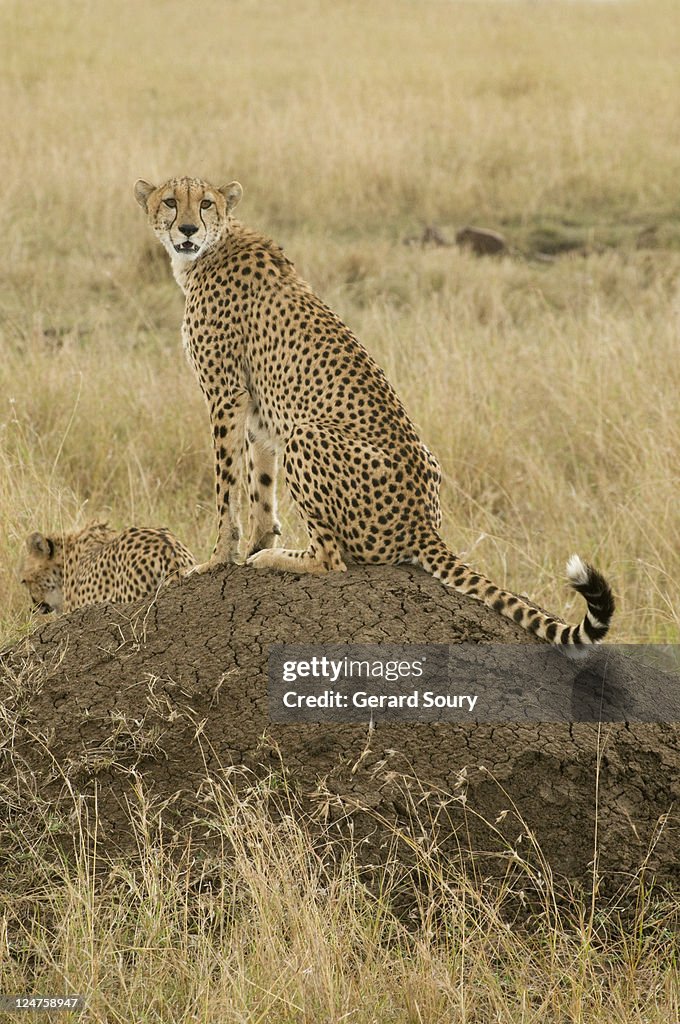 Cheetah (Acinonyx Jubatus) on mound, Masai Mara, Kenya, Africa