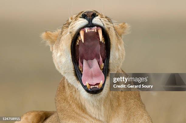 lion (panthera leo) yawning, masai mara, kenya, africa - lion expression stock pictures, royalty-free photos & images