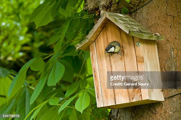 great tit (parus major) in nesting box, ile de france, europe, france, europe - 鳥の巣 ストックフォトと画像