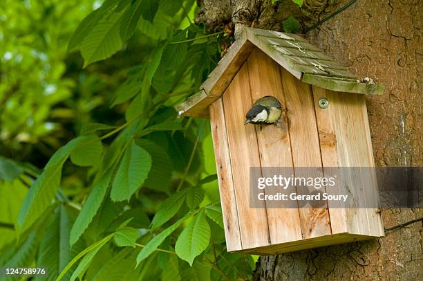 great tit (parus major) in nesting box, ile de france, europe, france, europe - birdhouse stock pictures, royalty-free photos & images