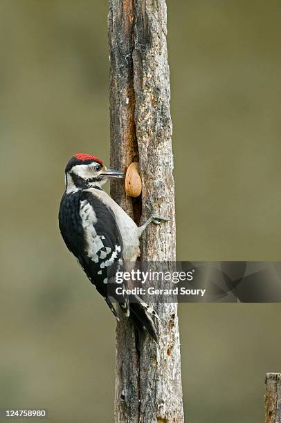 great spotted woodpecker (dendrocopus major) juvenile pecking nut in tree, ile de france, europe, france, europe - つつく ストックフォトと画像