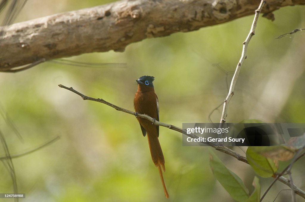 Paradise Flycatcher (Terpsiphone Mutata) Female on branch, Mayotte, Indian Ocean