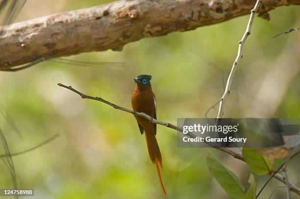 paradise flycatcher (terpsiphone mutata) female on branch, mayotte, indian ocean - eutrichomyias rowleyi stock pictures, royalty-free photos & images