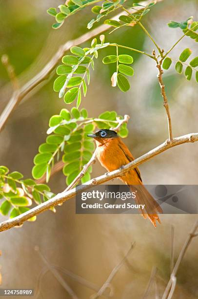 paradise flycatcher (terpsiphone mutata) female, mayotte, indian ocean - eutrichomyias rowleyi stock pictures, royalty-free photos & images