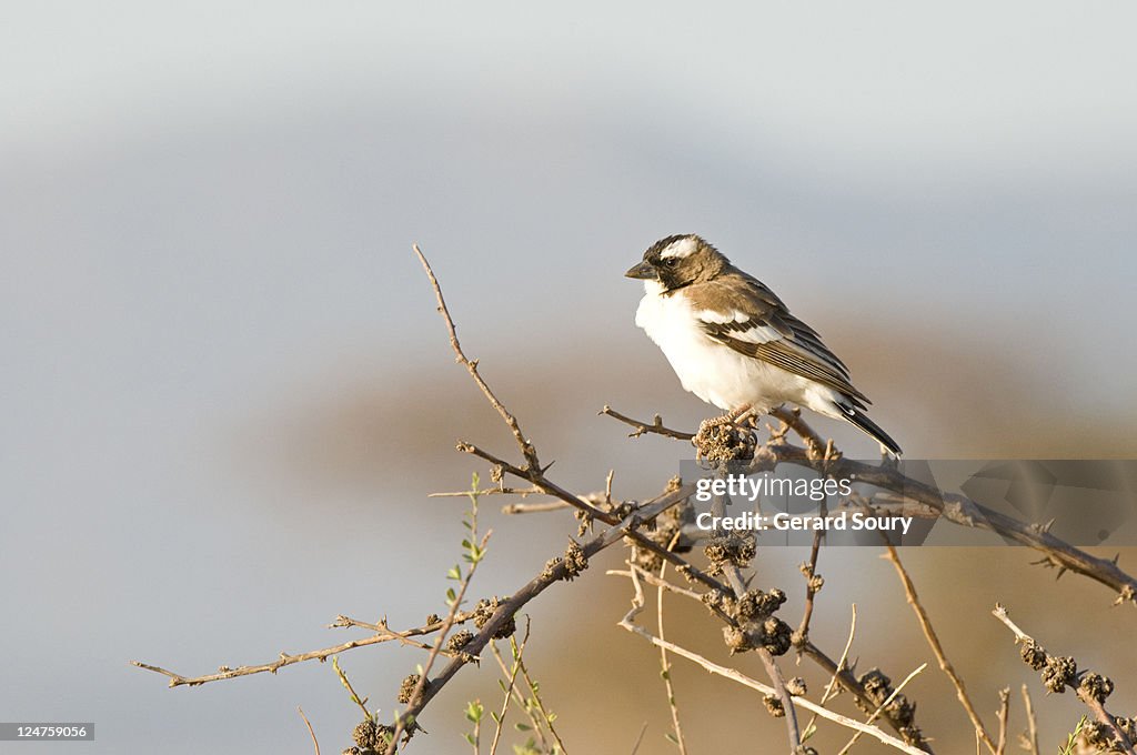 White-Browed Sparrow-Weaver (Plocepasser Mahali) Perched In tree, Samburu National Park, Kenya, Africa