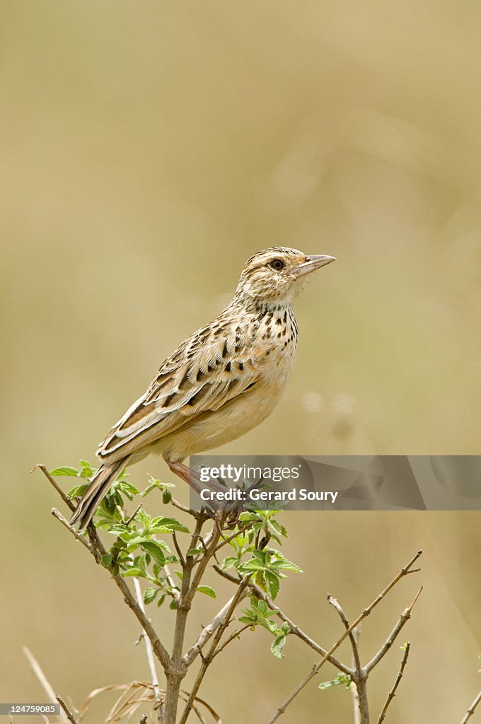 Grassland Pipit (Anthus Cinnamomeus Lacuum) Masai Mara, Kenya, Africa