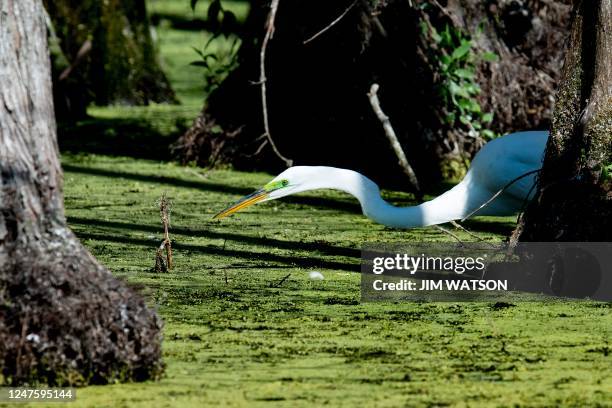 Great White Heron looks for food in the marsh at Orlando Wetlands Park in Christmas, Florida, on March 1, 2023. - The 1650-acre park is a man-made...