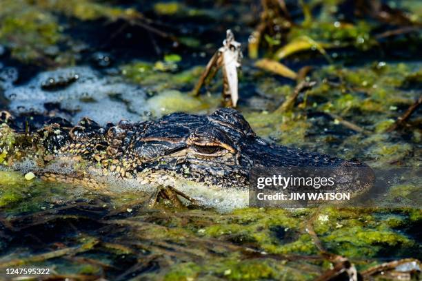 Small alligator swims through the marsh at Orlando Wetlands Park in Christmas, Florida, on March 1, 2023. - The 1650-acre park is a man-made wetland...