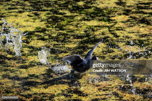 An American coot runs across the water at Orlando Wetlands Park in Christmas, Florida, on March 1, 2023. - The 1650-acre park is a man-made wetland...