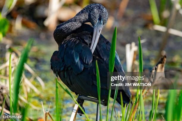 Glossy Ibis cleans itself at Orlando Wetlands Park in Christmas, Florida, on March 1, 2023. - The 1650-acre park is a man-made wetland designed to...
