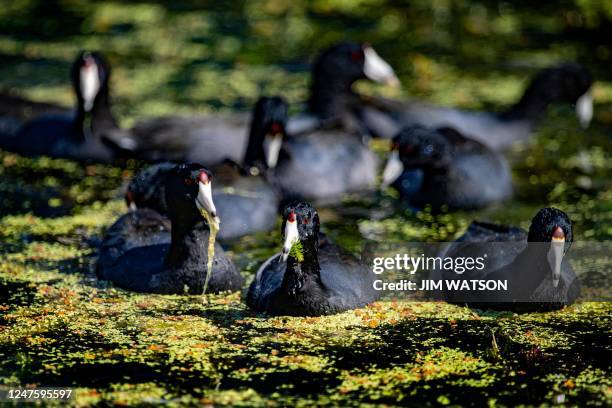 American coots scavenge for food at Orlando Wetlands Park in Christmas, Florida, on March 1, 2023. - The 1650-acre park is a man-made wetland...