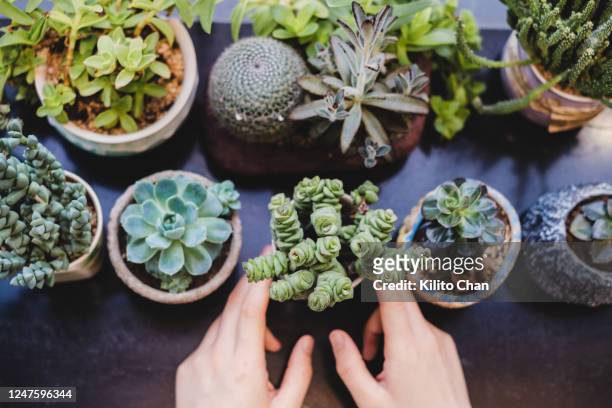 pots of succulent plants - succulent plant fotografías e imágenes de stock
